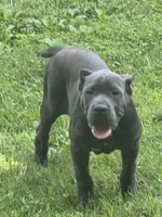 Sky 5 months old, a female Cane Corso for sale in Accokeek, MD – 1 of 3