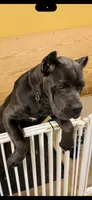 Sky 5 months old, a female Cane Corso for sale in Accokeek, MD – 2 of 3