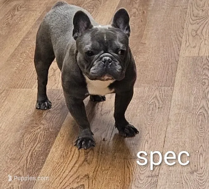 Spec