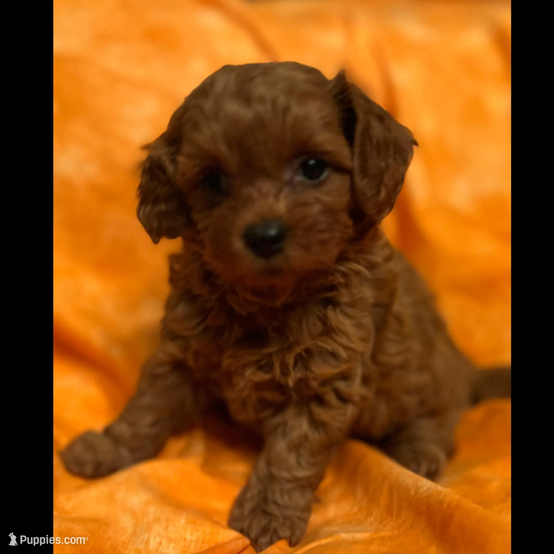 Sara, a female Shihpoo for sale in Crown Point, IN – Photo 2 of 3