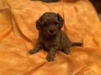 Sara, a female Shihpoo for sale in Crown Point, IN – Photo 1 of 3