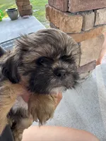 Zoe, a female Shih Tzu for sale in Goldsboro, NC – 3 of 3