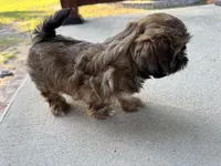 Zoe, a female Shih Tzu for sale in Goldsboro, NC – 2 of 3