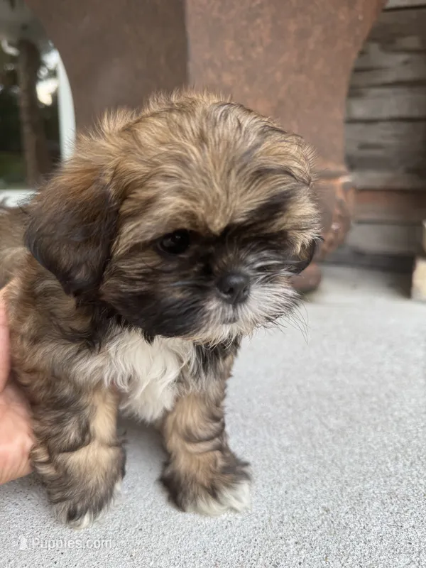 Milli – Shih Tzu puppy for sale in Goldsboro, NC