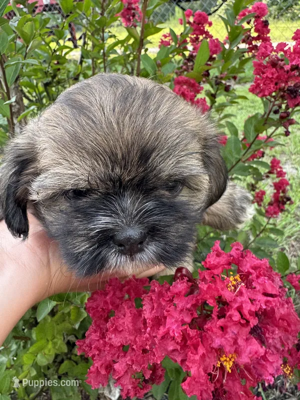 Zoe – Shih Tzu puppy for sale in Goldsboro, NC