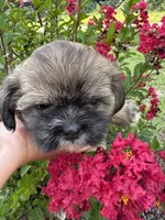 Zoe, a female Shih Tzu for sale in Goldsboro, NC – 1 of 1
