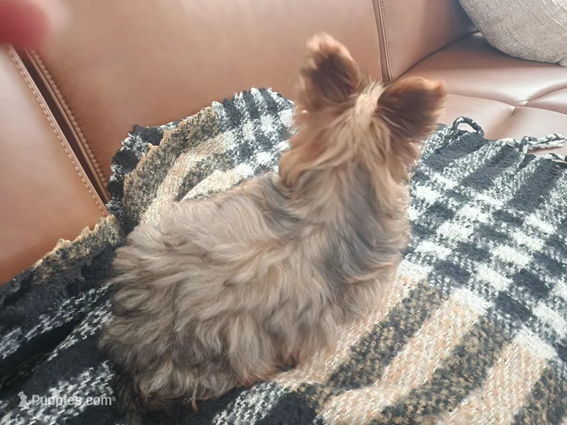 Zuko – Yorkshire Terrier puppy for sale in Concord, CA