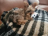 Zuko, a male Yorkshire Terrier for sale in Concord, CA – 5 of 6