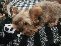 Zuko, a male Yorkshire Terrier for sale in Concord, CA – 4 of 6