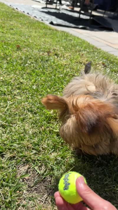Zuko, a male Yorkshire Terrier for sale in Concord, CA – 6 of 6