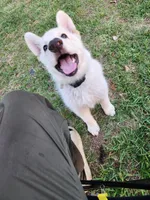 Jasper, a male German Shepherd Dog for sale in Florence, SC – 3 of 5