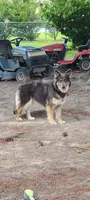 Jasper, a male German Shepherd Dog for sale in Florence, SC – 5 of 5
