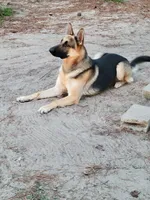 Jasper, a male German Shepherd Dog for sale in Florence, SC – 4 of 5