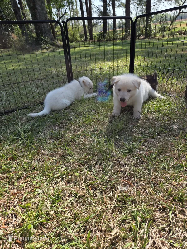 Jasper – German Shepherd Dog puppy for sale in Florence, SC