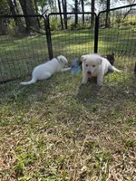 Jasper, a male German Shepherd Dog for sale in Florence, SC – 1 of 5