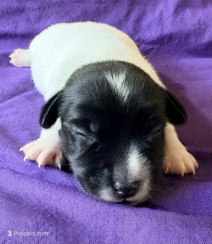 AKC Ira – Jack Russell Terrier puppy for sale in Westville, OK