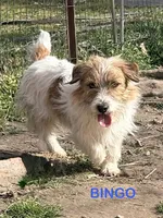 AKC Onyx, a female Jack Russell Terrier for sale in Westville, OK – Photo 8 of 9