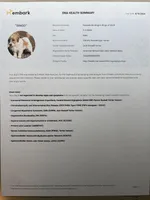 AKC Onyx, a female Jack Russell Terrier for sale in Westville, OK – Photo 9 of 9