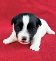 AKC Onyx, a female Jack Russell Terrier for sale in Westville, OK – Photo 4 of 9