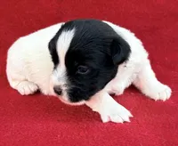 AKC Onyx, a female Jack Russell Terrier for sale in Westville, OK – Photo 3 of 9