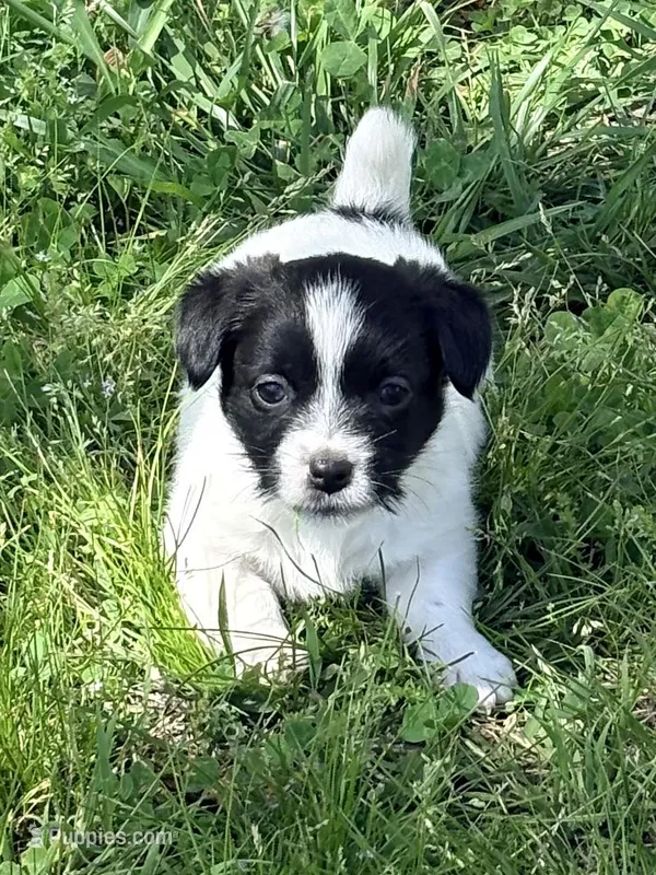 AKC Onyx – Jack Russell Terrier puppy for sale in Westville, OK