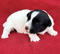 AKC Onyx, a female Jack Russell Terrier for sale in Westville, OK – Photo 5 of 9