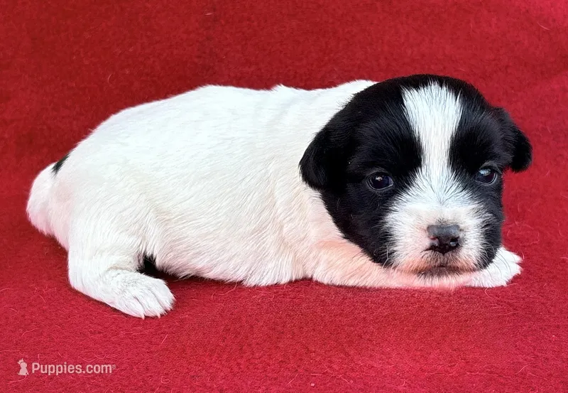 AKC Onyx, a female Jack Russell Terrier for sale in Westville, OK – Photo 1 of 9