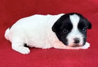 AKC Onyx, a female Jack Russell Terrier for sale in Westville, OK – Photo 1 of 9