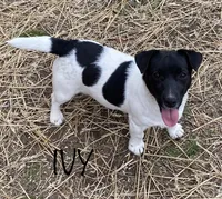 AKC Onyx, a female Jack Russell Terrier for sale in Westville, OK – Photo 6 of 9