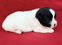 AKC Onyx, a female Jack Russell Terrier for sale in Westville, OK – Photo 2 of 9