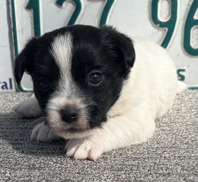 AKC Onyx – Jack Russell Terrier puppy for sale in Westville, OK