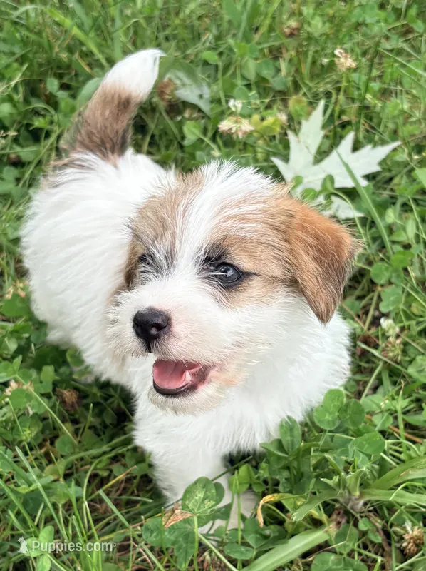 AKC ELI – Jack Russell Terrier puppy for sale in Westville, OK