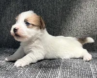 AKC ELI, a male Jack Russell Terrier for sale in Westville, OK – 2 of 5