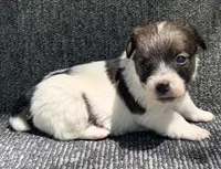 AKC EVAN, a male Jack Russell Terrier for sale in Westville, OK – 2 of 6