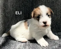 AKC ELI, a male Jack Russell Terrier for sale in Westville, OK – 3 of 5