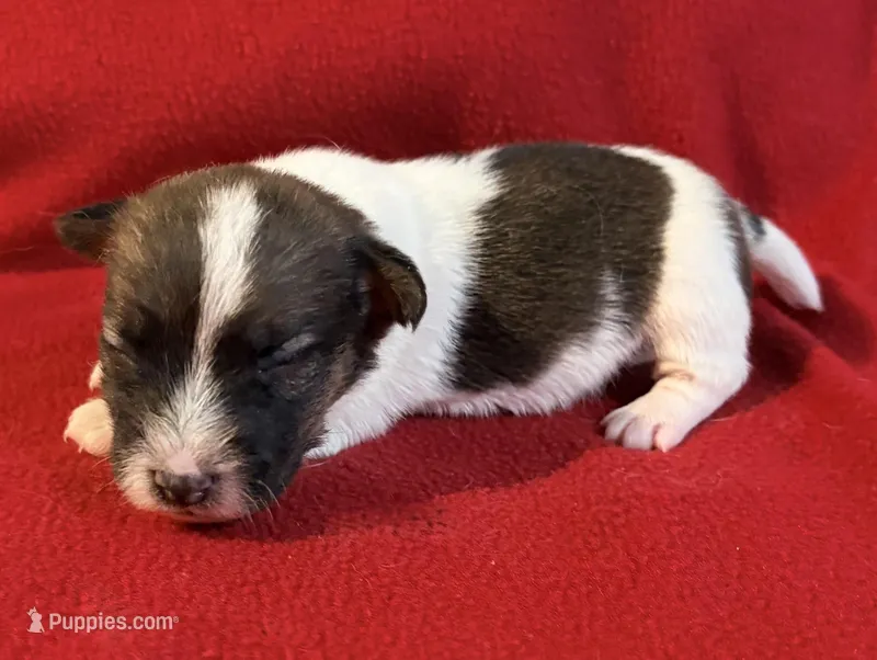 AKC ERROL – Jack Russell Terrier puppy for sale in Westville, OK