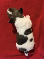 AKC ERROL, a male Jack Russell Terrier for sale in Westville, OK – Photo 3 of 5