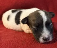 AKC ERROL, a male Jack Russell Terrier for sale in Westville, OK – Photo 2 of 5