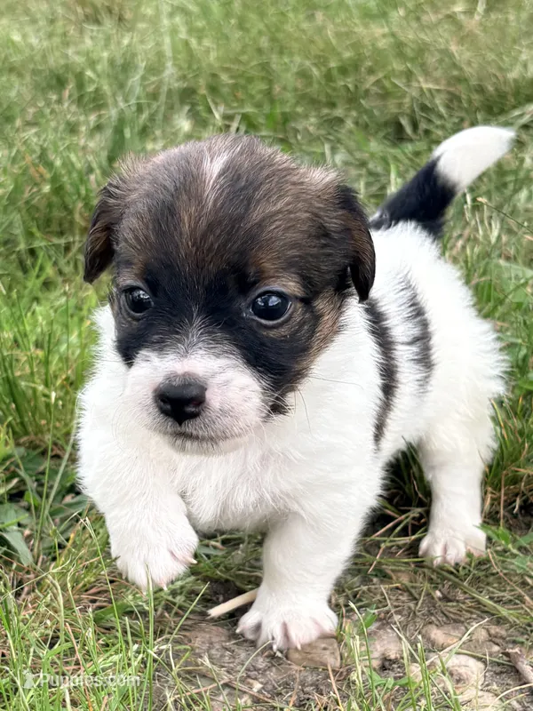 AKC EVAN – Jack Russell Terrier puppy for sale in Westville, OK