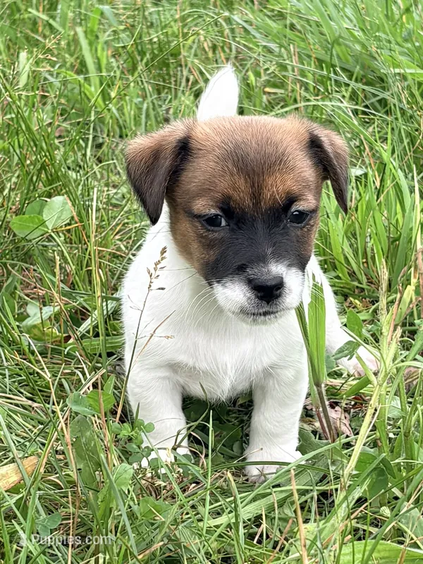 AKC ELVIS – Jack Russell Terrier puppy for sale in Westville, OK