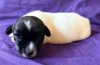 AKC Ira, a male Jack Russell Terrier for sale in Westville, OK – 3 of 5
