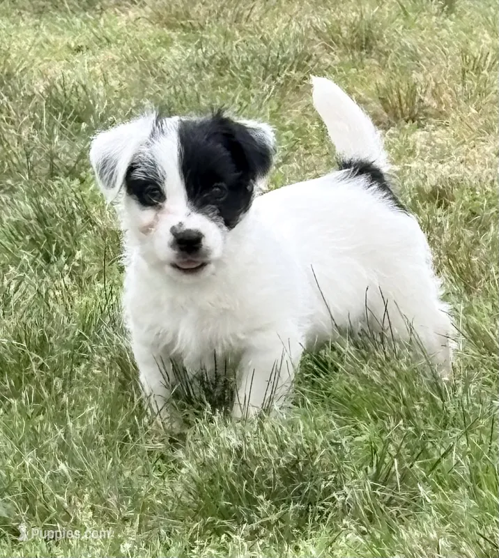 AKC SONNY – Jack Russell Terrier puppy for sale in Westville, OK