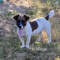 AKC Stream, a female Jack Russell Terrier for sale in Westville, OK – Photo 5 of 6