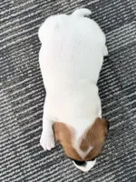 AKC Stream, a female Jack Russell Terrier for sale in Westville, OK – Photo 4 of 6