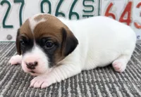 AKC Stream, a female Jack Russell Terrier for sale in Westville, OK – Photo 1 of 6