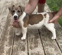 AKC Stream, a female Jack Russell Terrier for sale in Westville, OK – Photo 6 of 6