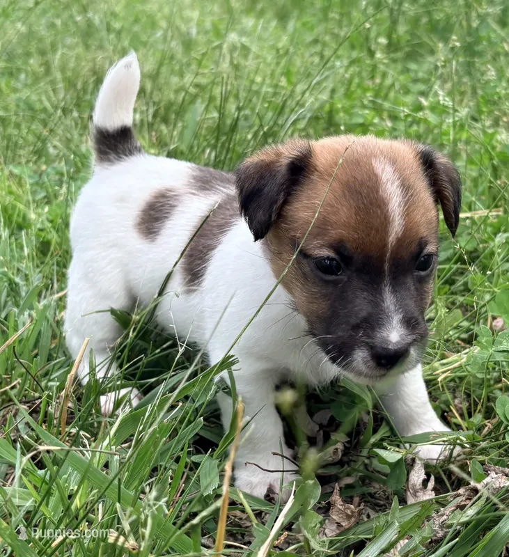 AKC ERROL – Jack Russell Terrier puppy for sale in Westville, OK