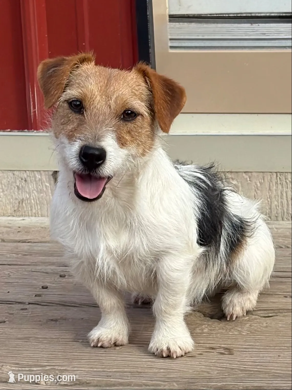 AKC EVAN, a male Jack Russell Terrier for sale in Westville, OK – 6 of 6