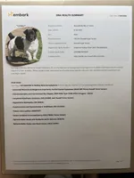 AKC Carter, a male Jack Russell Terrier for sale in Westville, OK – Photo 5 of 7