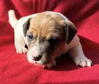 AKC Carter, a male Jack Russell Terrier for sale in Westville, OK – Photo 1 of 7